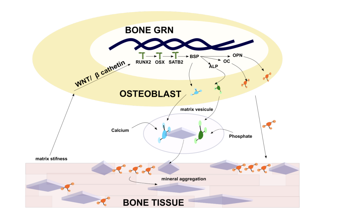 osteo