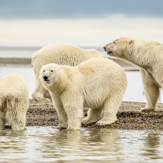 Photo d'un groupe d'ours polaires